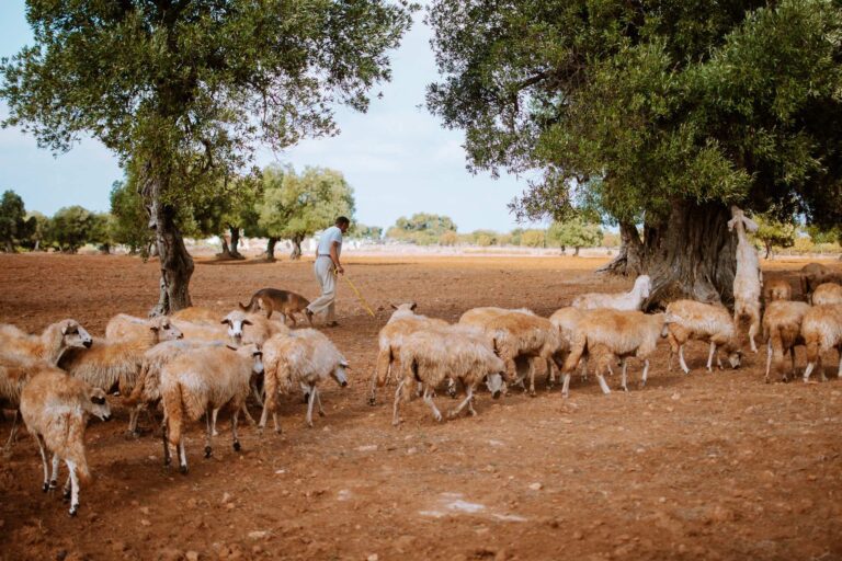 sheep in Puglia